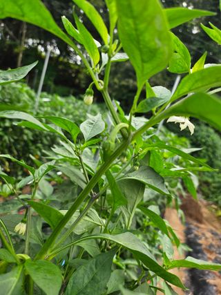 양주촌로님의 고추 · 병해충상담 작성글 사진