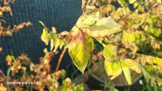 이종선님의 블루베리 · 병해충상담 작성글 사진