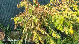 이종선님의 블루베리 · 병해충상담 작성글 사진