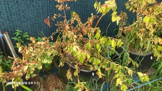 이종선님의 블루베리 · 병해충상담 작성글 사진