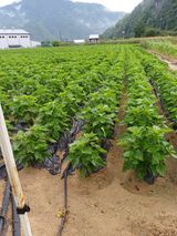 팜모닝 들깨·영농일지 게시글 이미지