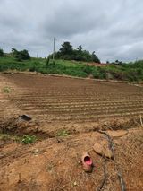 팜모닝 양배추·영농일지 게시글 이미지