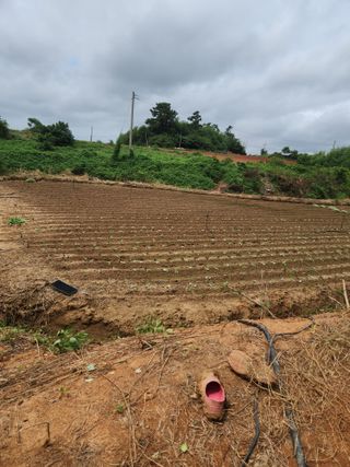 정희원 님의 양배추 · 영농일지 작성글 사진