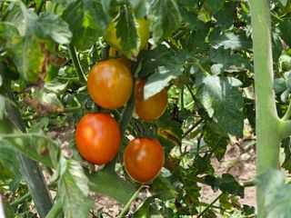 Captain김상곤님의 기타작물 · 자유게시판 작성글 사진