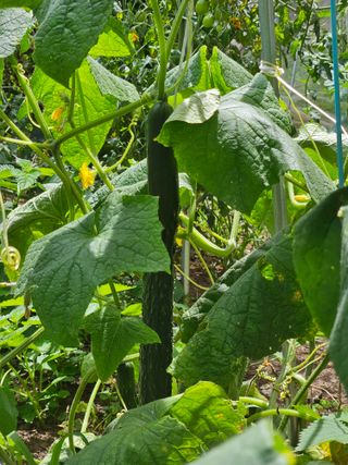 Captain김상곤님의 기타작물 · 자유게시판 작성글 사진