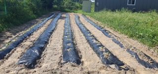 권병관님의 배추 · 영농일지 작성글 사진