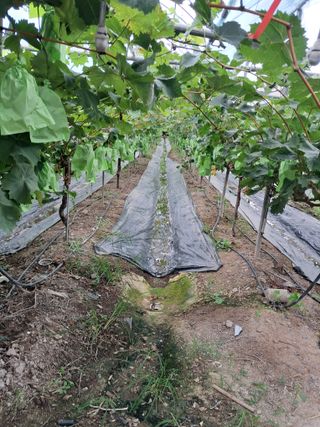 꿈속의농원님의 자유주제 · 자유게시판 작성글 사진