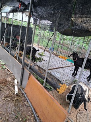 꿈속의농원님의 자유주제 · 자유게시판 작성글 사진