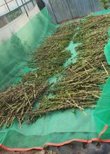 팜모닝 참깨·영농일지 게시글 이미지