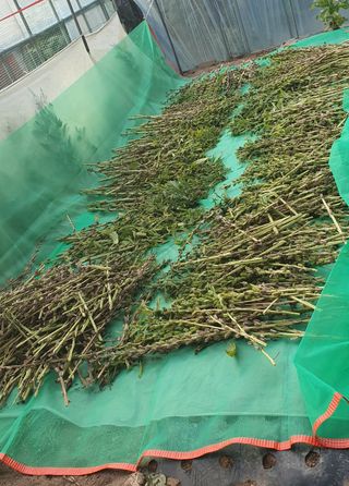 함영숙 님의 참깨 · 영농일지 작성글 사진