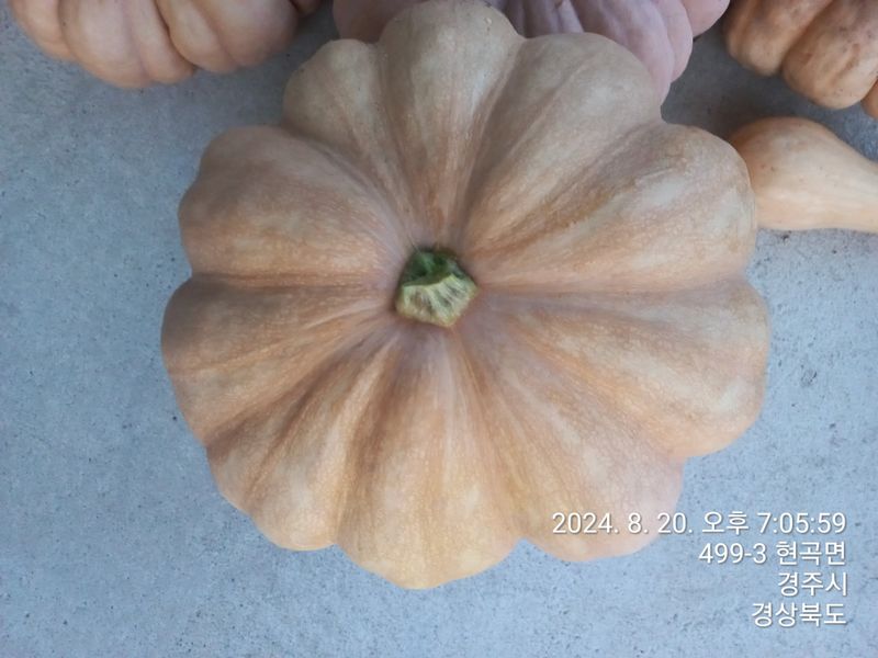 장터 상품 [누런호박  50개] 썸네일