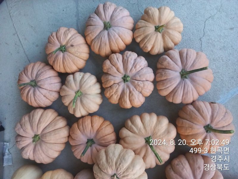 자두 사랑님의 장터 판매 상품 [누런호박  50개] 첨부 사진