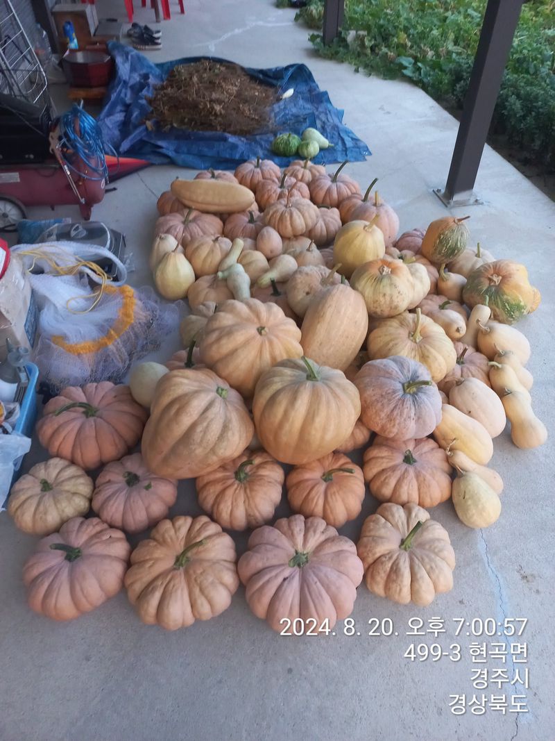 자두 사랑님의 장터 판매 상품 [누런호박  50개] 첨부 사진