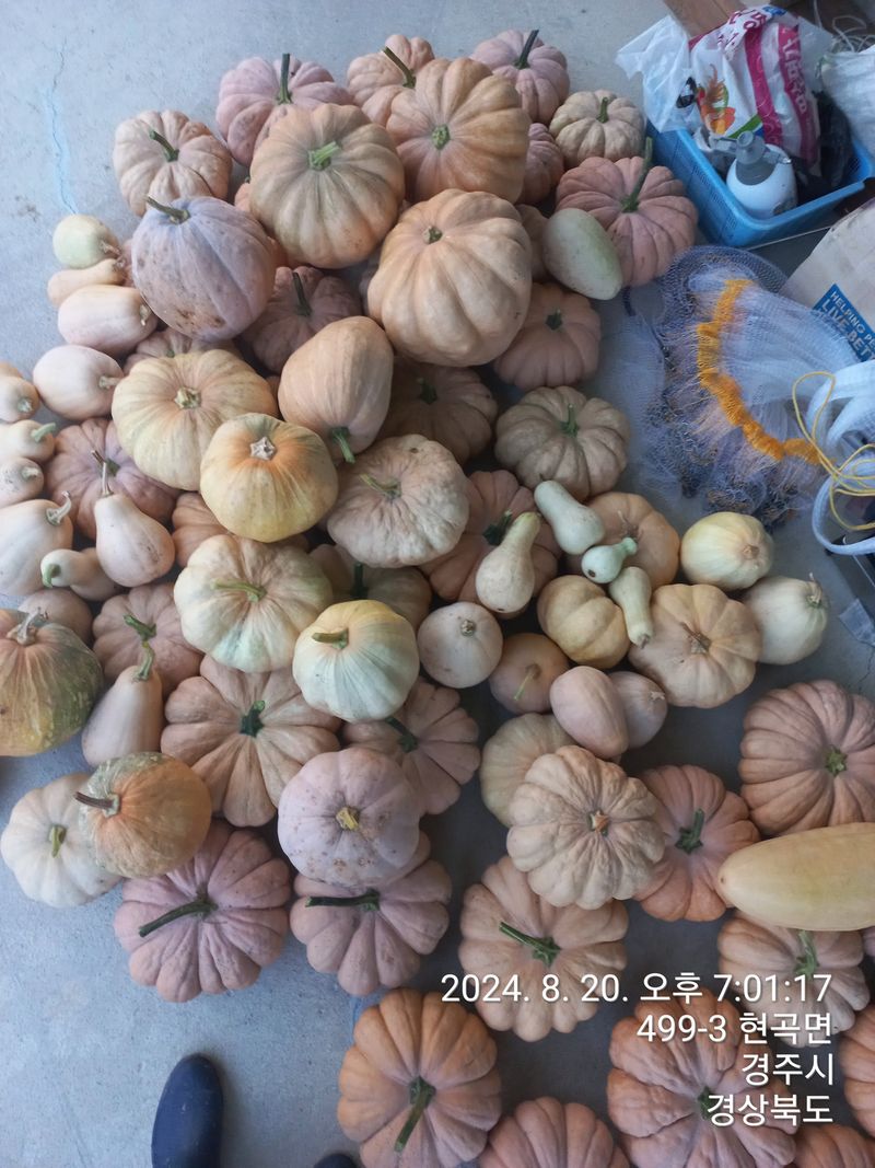 자두 사랑님의 장터 판매 상품 [누런호박  50개] 첨부 사진