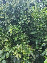 팜모닝 귤·영농일지 게시글 이미지