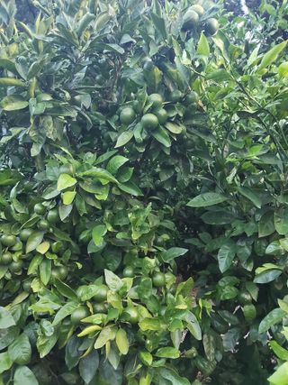 문광석님의 귤 · 영농일지 작성글 사진