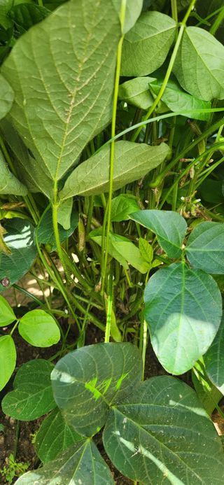 임원식님의 콩 · 영농일지 작성글 사진