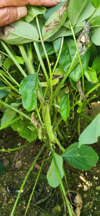 임원식님의 콩 · 영농일지 작성글 사진