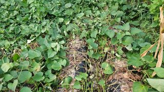 소백산오가피님의 고구마 · 영농일지 작성글 사진