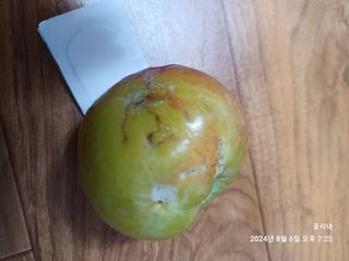 텃밭님의 자두 · 병해충상담 작성글 사진