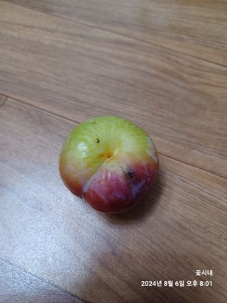 텃밭님의 자두 · 병해충상담 작성글 사진