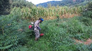 이규상님의 두릅 · 영농일지 작성글 사진