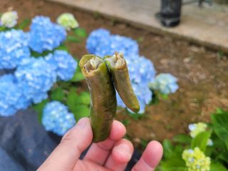 코코로님의 고추 · 병해충상담 작성글 사진