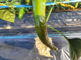 코코로님의 고추 · 병해충상담 작성글 사진