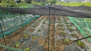 정금기님의 배추 · 영농일지 작성글 사진