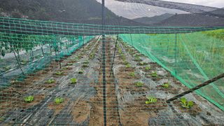 정금기님의 배추 · 영농일지 작성글 사진