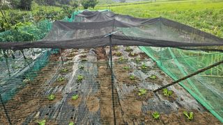 정금기님의 배추 · 영농일지 작성글 사진