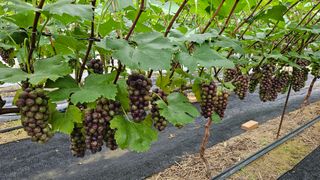 포도bk님의 포도 · 영농일지 작성글 사진