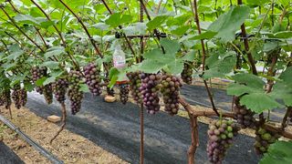 포도bk님의 포도 · 영농일지 작성글 사진