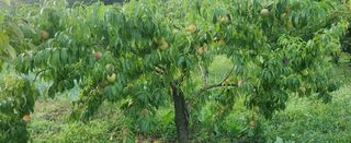 복주농장님의 자유주제 · 자유게시판 작성글 사진