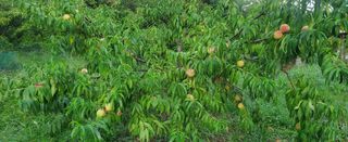 복주농장님의 자유주제 · 자유게시판 작성글 사진