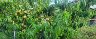 복주농장님의 자유주제 · 자유게시판 작성글 사진