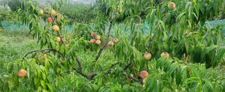 복주농장님의 자유주제 · 자유게시판 작성글 사진