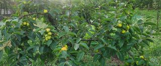 복주농장님의 자유주제 · 자유게시판 작성글 사진