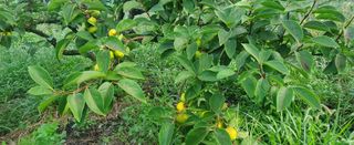 복주농장님의 자유주제 · 자유게시판 작성글 사진