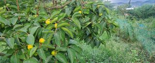 복주농장님의 자유주제 · 자유게시판 작성글 사진