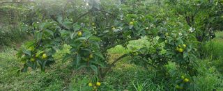 복주농장님의 자유주제 · 자유게시판 작성글 사진