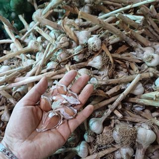 삼성농산님의 자유주제 · 자유게시판 작성글 사진