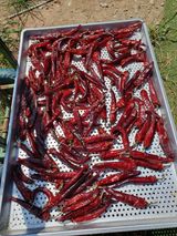 팜모닝 자유주제·자유게시판 게시글 이미지