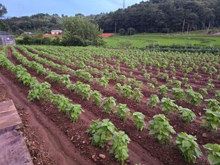藝園님의 들깨 · 영농일지 작성글 사진