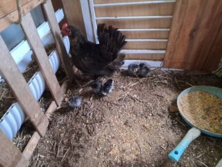 전희분님의 자유주제 · 자유게시판 작성글 사진