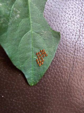 藝園님의 고추 · 병해충상담 작성글 사진