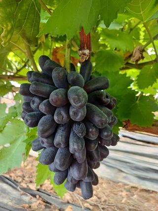 부농이네(이나영)님의 포도 · 영농일지 작성글 사진