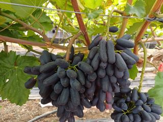 부농이네(이나영)님의 포도 · 영농일지 작성글 사진