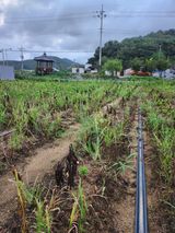 팜모닝 자유주제·자유게시판 게시글 이미지