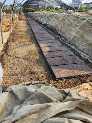 진기섭님의 파 · 영농일지 작성글 사진